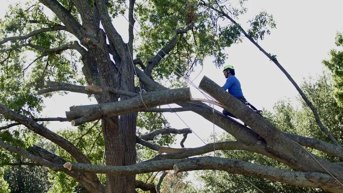 Professional Crown Thinning performed by certified arborists in Yucca