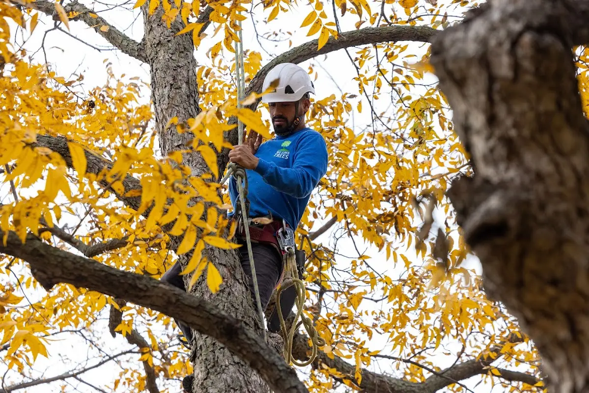 Skilled Tree Planting crew working in Yucca